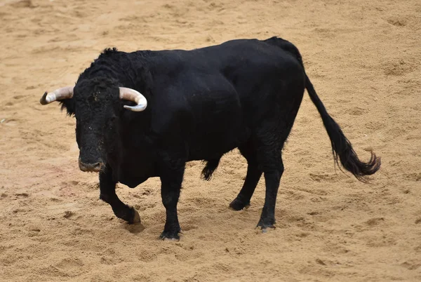 スペインの闘牛場で実行している雄牛 — ストック写真