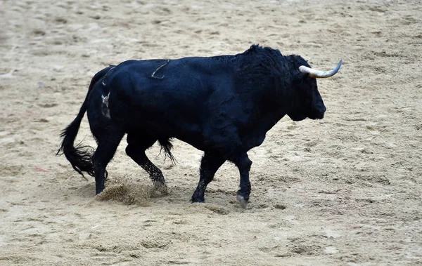 Bull Running Spanish Bullring — Stock Photo, Image