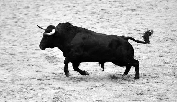 Bull Running Spanish Bullring — Stock Photo, Image