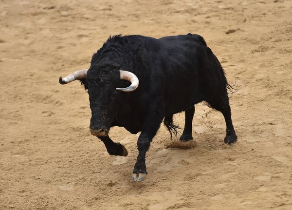 Spanyol Bullring Çalışan Boğa — Stok fotoğraf