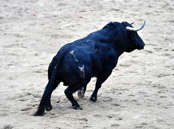 Spanyol Bullring Çalışan Boğa — Stok fotoğraf
