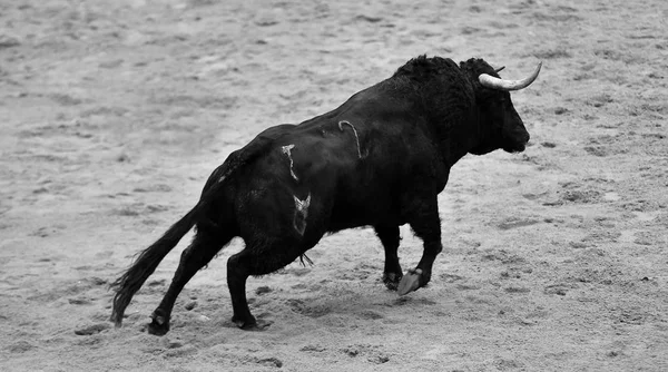 在西班牙斗牛的公牛奔跑 — 图库照片
