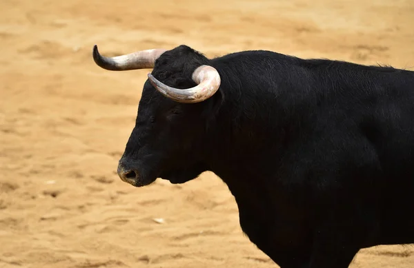 Stier Läuft Spanischer Stierkampfarena — Stockfoto