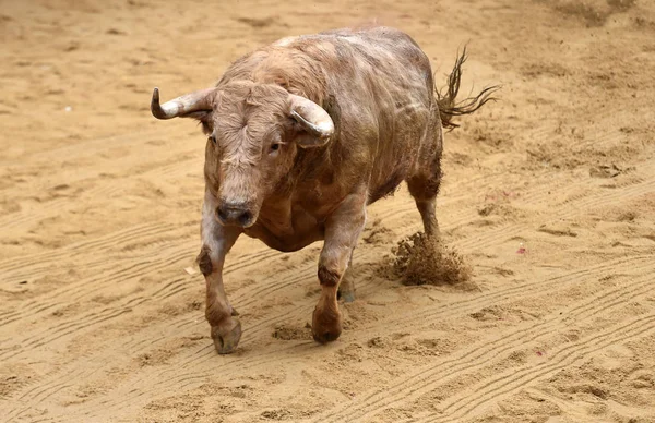 Toro Corriendo Plaza Toros Española — Foto de Stock