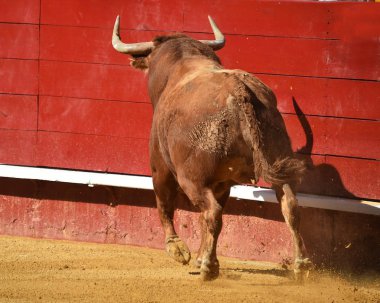 bullring İspanyol büyük boğa