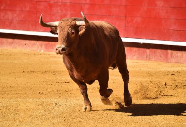 bullring İspanyol büyük boğa