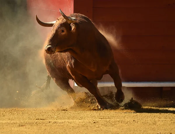 Spanish Big Bull Bullring — Stock Photo, Image