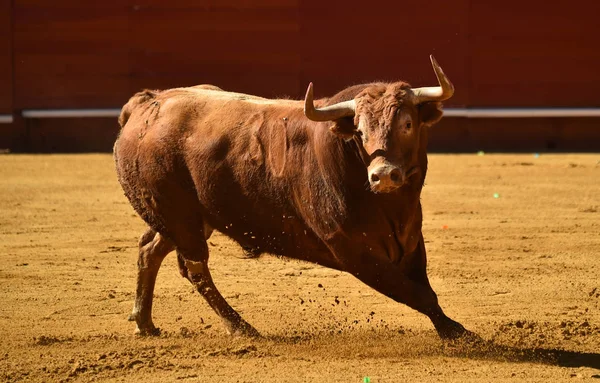 Spanyol Nagy Bika Bikaviadal Aréna — Stock Fotó