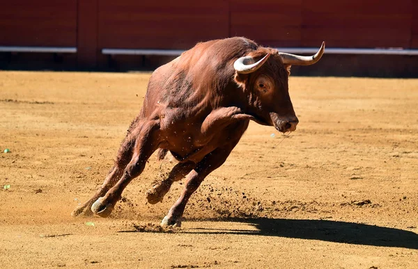 闘牛場でスペインの大きな牛 — ストック写真