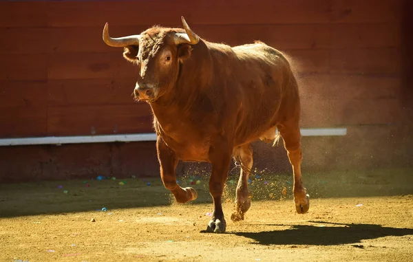 闘牛場でスペインの大きな牛 — ストック写真