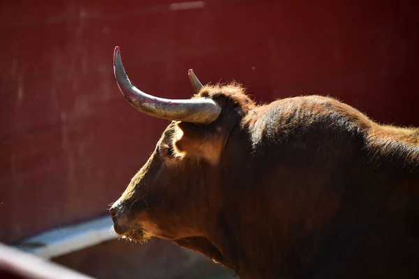 Spanish Big Bull Bullring — Stock Photo, Image