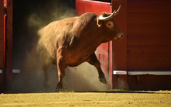 Spanish Big Bull Bullring — Stock Photo, Image