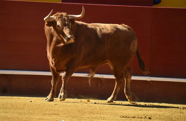 Spanyol Nagy Bika Bikaviadal Aréna — Stock Fotó