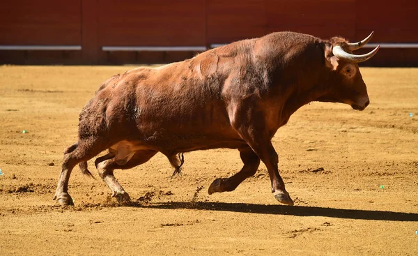 Hiszpański Big Bull Arena Walk Byków — Zdjęcie stockowe