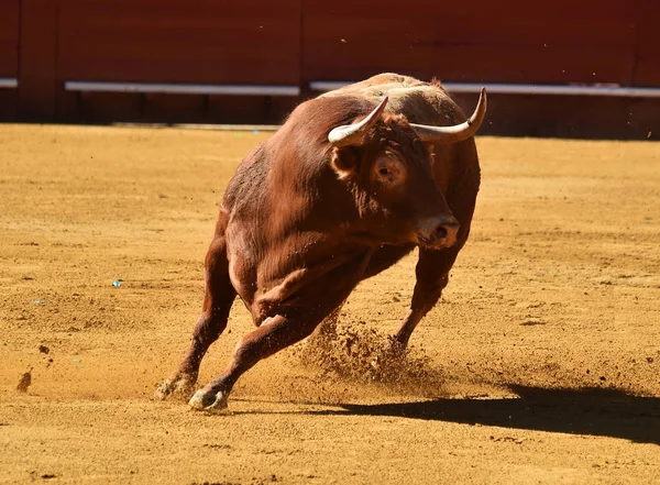 Bullring Spanyol Büyük Boğa — Stok fotoğraf