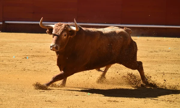 Španělský Velký Býk Aréně — Stock fotografie