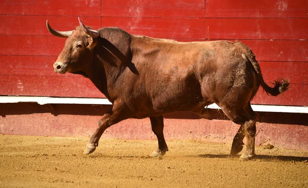 Spagnolo Grande Toro Bullring — Foto Stock