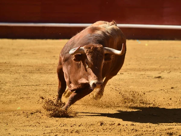 Spaanse Grote Stier Arena — Stockfoto