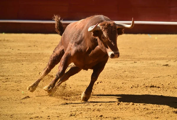 Spaanse Grote Stier Arena — Stockfoto