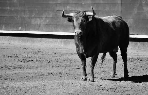 Španělský Velký Býk Aréně — Stock fotografie