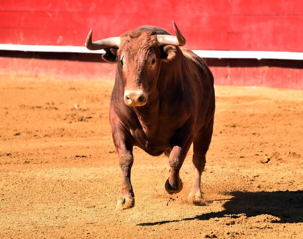 Espanhol Grande Touro Touro — Fotografia de Stock