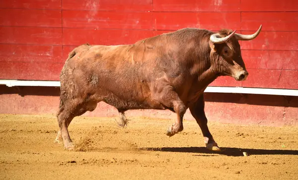 Bullring Spanyol Büyük Boğa — Stok fotoğraf