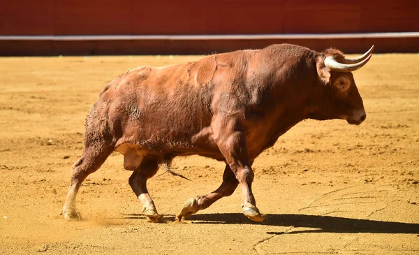 Spagnolo Grande Toro Bullring — Foto Stock