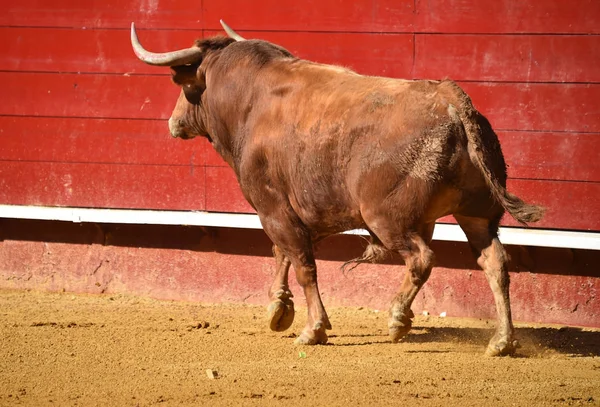 Bullring Spanyol Büyük Boğa — Stok fotoğraf