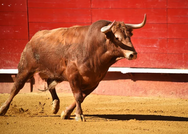 Hiszpański Big Bull Arena Walk Byków — Zdjęcie stockowe