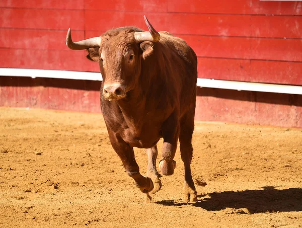 Hiszpański Big Bull Arena Walk Byków — Zdjęcie stockowe