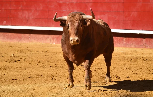 Bullring Spanyol Büyük Boğa — Stok fotoğraf