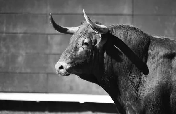 Großer Stier Der Stierkampfarena — Stockfoto