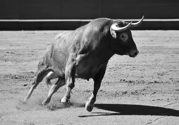 Hiszpański Big Bull Arena Walk Byków — Zdjęcie stockowe