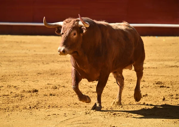 Großer Stier Der Stierkampfarena — Stockfoto