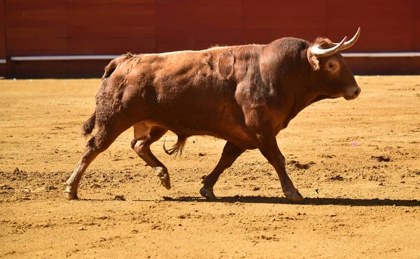 Espanhol Grande Touro Touro — Fotografia de Stock