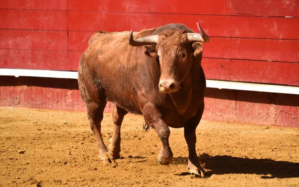 Bullring Spanyol Büyük Boğa — Stok fotoğraf