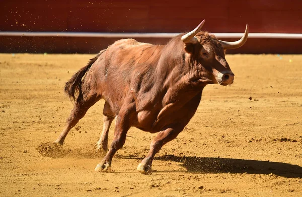 Hiszpański Big Bull Arena Walk Byków — Zdjęcie stockowe