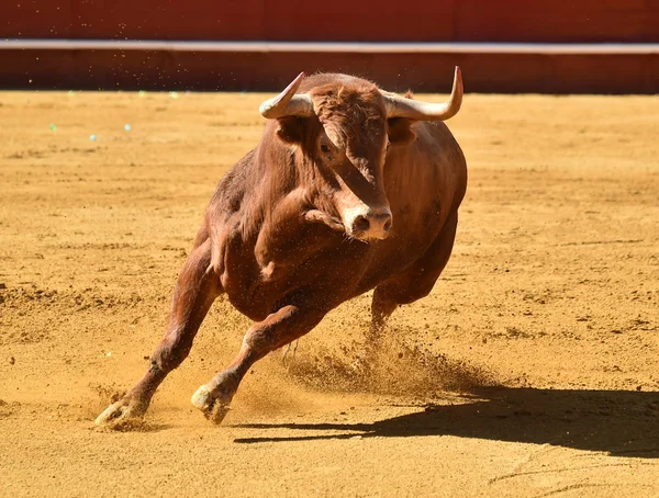 Großer Stier Der Stierkampfarena — Stockfoto