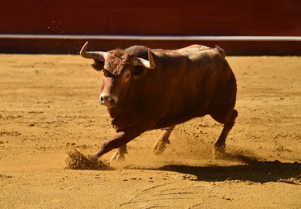 Spaanse Grote Stier Arena — Stockfoto