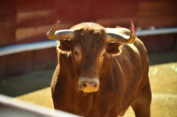 Spagnolo Grande Toro Bullring — Foto Stock