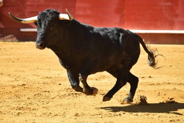 vahşi bull Arena içinde çalışan İspanya