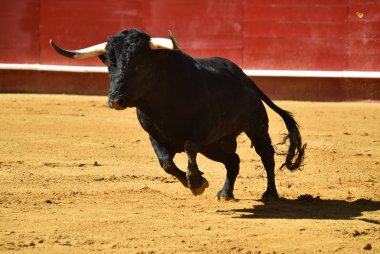 vahşi bull Arena içinde çalışan İspanya