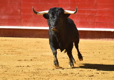 vahşi bull Arena içinde çalışan İspanya