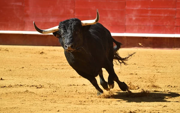 Fierce Bull Spain Running Bullring — Stock Photo, Image