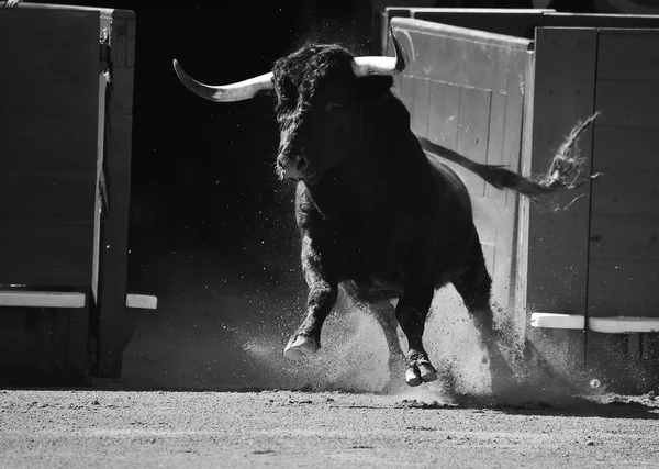 Vahşi Bull Arena Içinde Çalışan Spanya — Stok fotoğraf