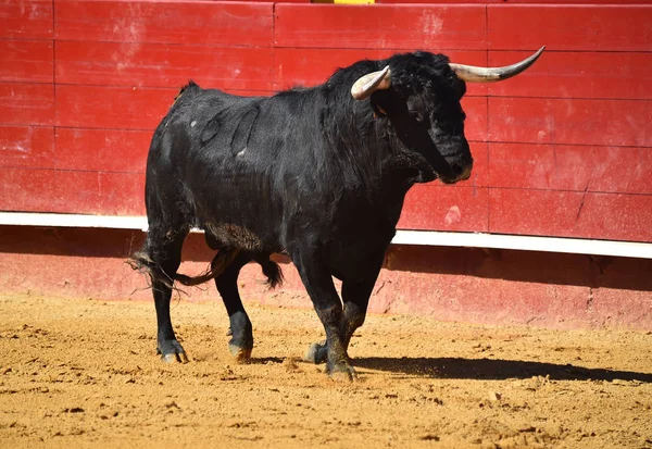 Fierce Bull Spain Running Bullring — Stock Photo, Image