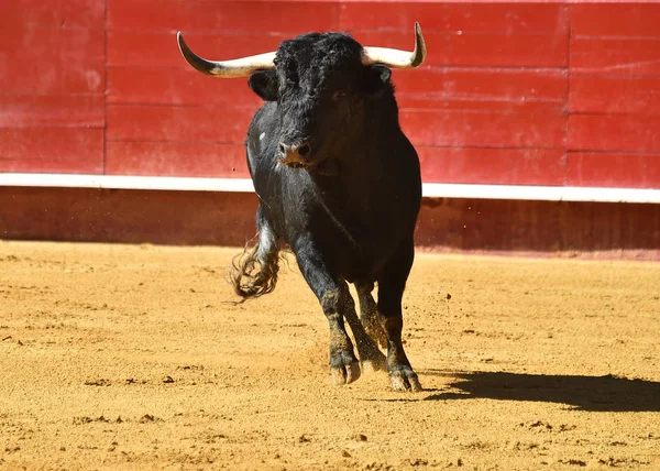 Vahşi Bull Arena Içinde Çalışan Spanya — Stok fotoğraf