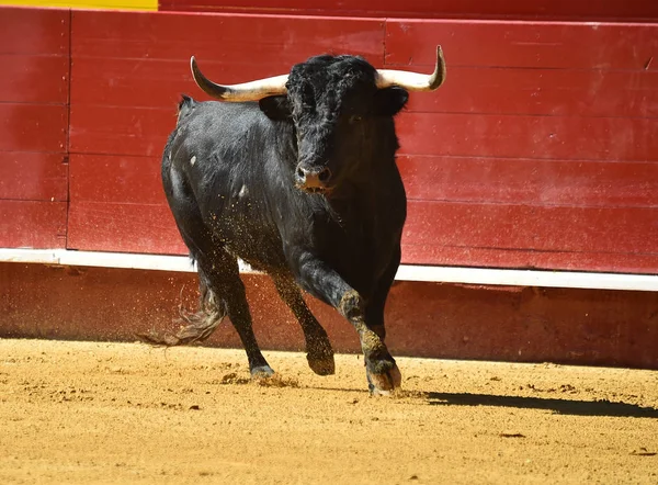 Wilder Stier Spanien Läuft Stierkampfarena — Stockfoto