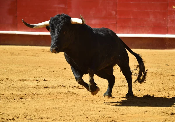 Touro Feroz Espanha Correndo Touros — Fotografia de Stock