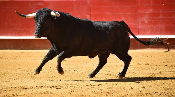 Toro Feroz España Corriendo Plaza Toros — Foto de Stock